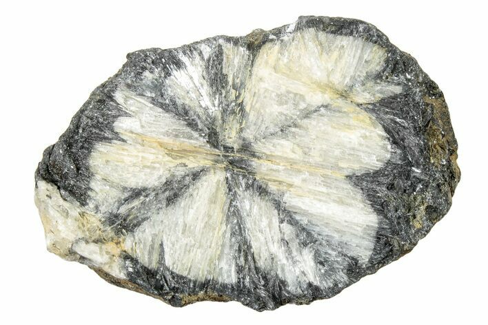 Fluorescent Chiastolite Andalusite - Kola Peninsula, Russia #244397